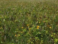 Carex acutiformis 22, Moeraszegge, Saxifraga-Hans Boll