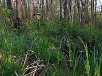Carex acutiformis 24, Moeraszegge, Saxifraga-Hans Boll
