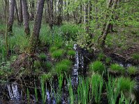 Carex acutiformis 25, Moeraszegge, Saxifraga-Hans Boll