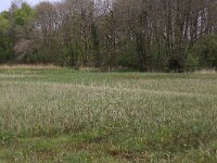 Carex acutiformis 26, Moeraszegge, Saxifraga-Hans Boll