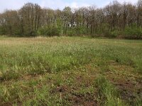 Carex acutiformis 27, Moeraszegge, Saxifraga-Hans Boll