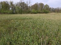 Carex acutiformis 28, Moeraszegge, Saxifraga-Hans Boll