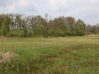 Carex acutiformis 29, Moeraszegge, Saxifraga-Hans Boll