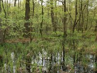 Carex acutiformis 37, Moeraszegge, Saxifraga-Hans Boll