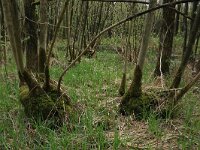 Carex acutiformis 38, Moeraszegge , Saxifraga-Hans Boll
