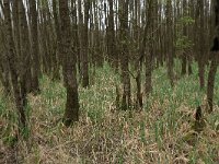 Carex acutiformis 43, Moeraszegge, Saxifraga-Hans Boll