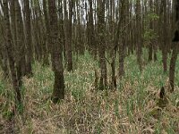 Carex acutiformis 43, Moeraszegge, Saxifraga-Hans Boll