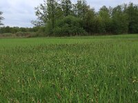 Carex acutiformis 9, Moeraszegge, Saxifraga-Hans Boll