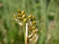 Carex alba 4, Witte zegge, Saxifraga-Jan Willem Jongepier