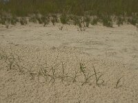 Carex arenaria 10, Zandzegge, Saxifragfa-Marijke Verhagen