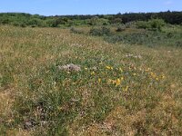 Carex arenaria 20, Zandzegge, Saxifraga-Hans Boll