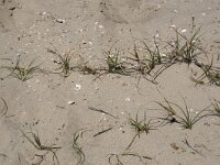 Carex arenaria 26, Zandzegge, Saxifraga-Willem van Kruijsbergen