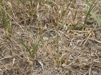 Carex arenaria 27, Zandzegge, Saxifraga-Willem van Kruijsbergen