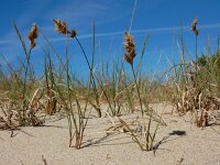 Carex arenaria 29, Zandzegge, Saxifraga-Ed Stikvoort