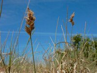 Carex arenaria 32, Zandzegge, Saxifraga-Ed Stikvoort