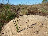Carex arenaria 8, Zandzegge, Saxifraga-Hans Dekker
