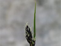 Carex atrata 1, Saxifraga-Jasenka Topic