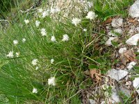 Carex baldensis 2, Saxifraga-Rutger Barendse