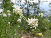 Carex baldensis 4, Saxifraga-Rutger Barendse