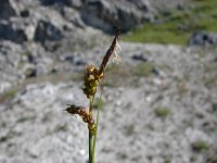 Carex caryophyllea 5, Voorjaarszegge, Saxifraga-Jasenka Topic