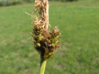 Carex caryophyllea 6, Voorjaarszegge, Saxifraga-Jasenka Topic