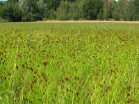 Carex crawfordii 2, IJle hazenzegge, Saxifraga-Rutger Barendse