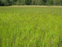 Carex crawfordii 4, IJle hazenzegge, Saxifraga-Rutger Barendse