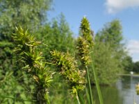Carex cuprina 2, Valse voszegge, Saxifraga-Rutger Barendse