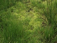 Carex curta 17, Zompzegge, Saxifraga-Hans Boll