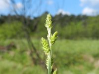 Carex curta 8, Zompzegge, Saxifraga-Rutger Barendse