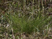 Carex davalliana 2, Veenzegge, Saxifraga-Peter Meininger