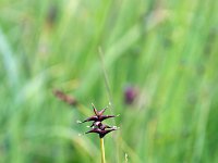 Carex davalliana 4, Veenzegge, Saxifraga-Jeroen Willemsen