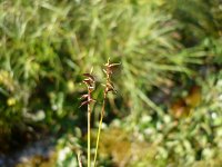 Carex davalliana 5, Veenzegge, Saxifraga-Jasenka Topic