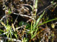 Carex davalliana 6, Veenzegge, Saxifraga-Jasenka Topic