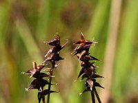 Carex davalliana 7, Veenzegge, Saxifraga-Hans Dekker