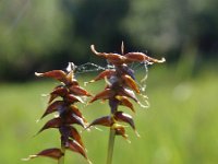 Carex davalliana 8, Veenzegge, Saxifraga-Jan Willem Jongepier