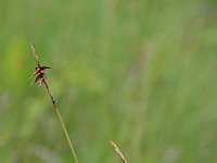 Carex davalliana 9, Veenzegge, Saxifraga-Jeroen Willemsen