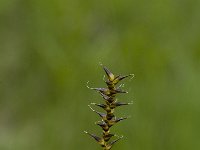 Carex davalliana 1, Veenzegge, Saxifraga-Jan van der Straaten