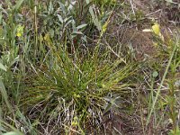 Carex demissa 5, Geelgroene zegge, Saxifraga-Peter Meininger