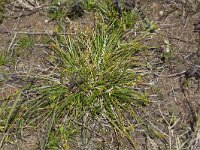 Carex demissa 6, Geelgroene zegge, Saxifraga-Peter Meininger