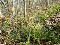Carex digitata 5, Vingerzegge, Saxifraga-Rutger Barendse