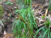 Carex digitata 8, Vingerzegge, Saxifraga-Ed Stikvoort
