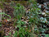 Carex digitata 9, Vingerzegge, Saxifraga-Ed Stikvoort
