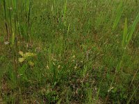 Carex distans 27, Zilte zegge, Saxifraga-Hans Boll
