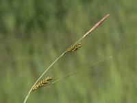 Carex distans 3, Zilte zegge, Saxifraga-Peter Meininger