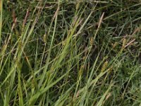 Carex distans 5, Zilte zegge, Saxifraga-Peter Meininger