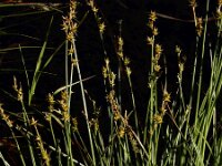 Carex echinata 20, Sterzegge, Saxifraga-Ed Stikvoort