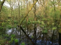 Carex elata 26, Stijve zegge, Saxifraga-Hans Boll