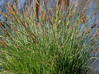 Carex elata 3, Stijve zegge, Saxifraga-Ed Stikvoort
