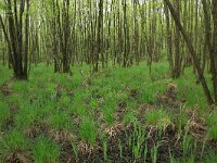 Carex elata 30, Stijve zegge, Saxifraga-Hans Boll
